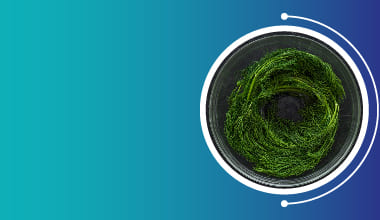 Spirulina