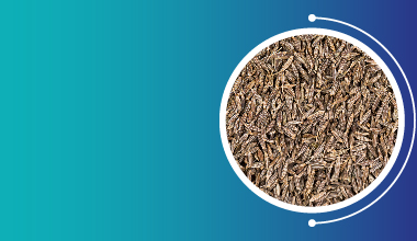 Cumin Extract