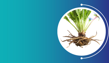 Inulin (Chicory root extract)