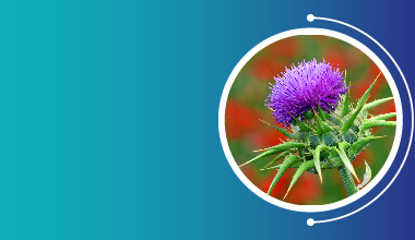 Milk Thistle Extract