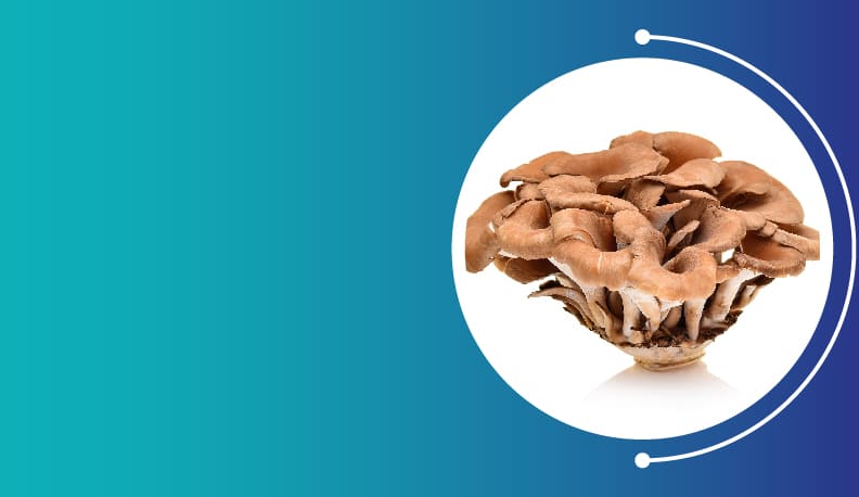 Maitake Mushroom