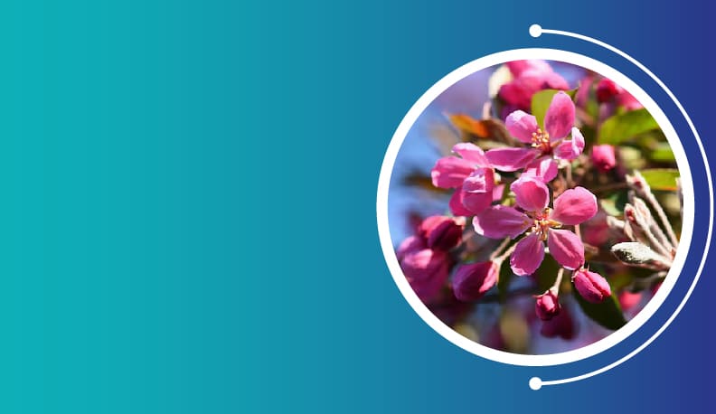 Saraca asoca Extract