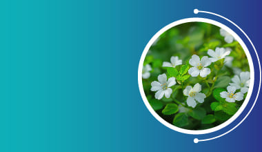 Bacopa Monnieri Extract