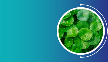 Centella Asiatica Extract