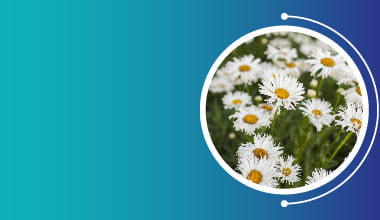 Chamomile Extract