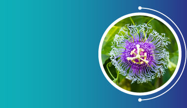 ‌Passion Flower Extract