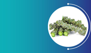 Tinospora cordifolia Extract