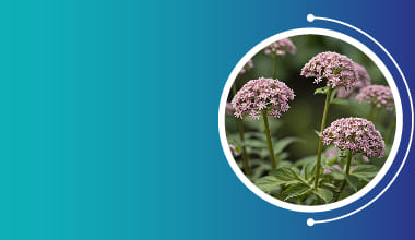 Valerian Extract
