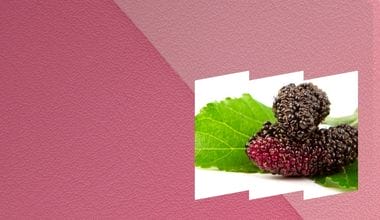White Mulberry Extract