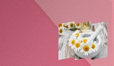 Chamomile Extract
