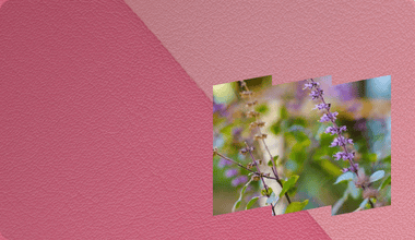 Holy Basil (Tulsi)